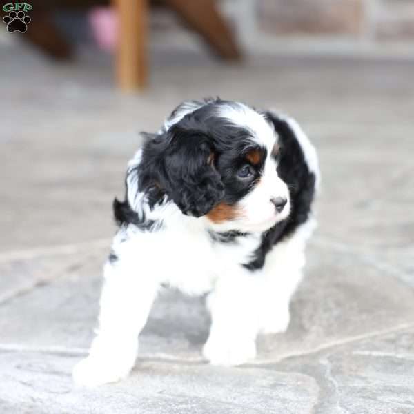 Krew, Cavapoo Puppy